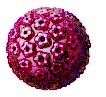 HPV cell
